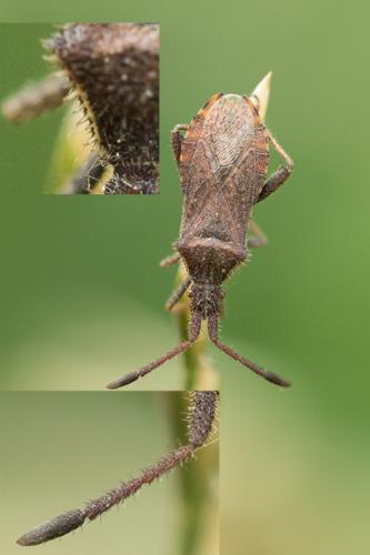 Coriomeris affinis